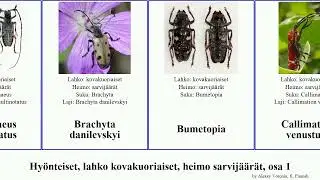 Hy&ouml;nteiset, lahko kovakuoriaiset, heimo sarvij&auml;&auml;r&auml;t, osa 1 callimetopus cosmisoma insect martyr