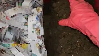 Проверка и подкормка контейнера для смешанных червей №4 через 53 дня, 29 октября 2025 г. #вермико...