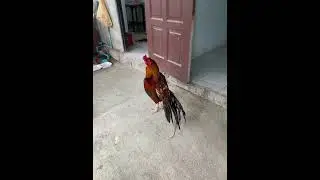 Cock In Koh Samui Cannabis Shop