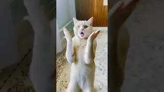 Animal lovers 😻#shortsvideo #shortsfeed #usa #cat #russia #europe #brasil #india #canada #china #uk
