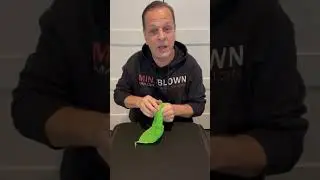 Silk Vanish Tutorial