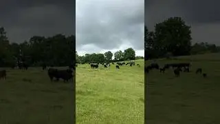 Still Grazing On Pasture! #cow #kentucky #farming #cattlefarming #agriculture #pasture #hungry