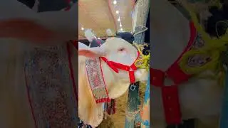 Beautiful cow 🐮 #qurbanistatus #mashallah #trending #animal #karachicattlefarm #viralvideo #shorts