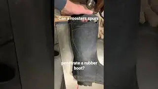 Rooster spurs vs. rubber boot?#shorts #backyardchickens