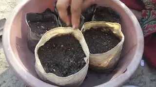 जनवरी के महीने में कौन कौन सी वेजिटेबल लगा सकतेहैं और कौन सी नर्सरी लगा सकते हैं 🍆🌶️🫑🥒🫘🍉🍈