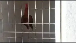 Pabli&ntilde;o y sus bepos estrenando voladeros