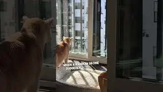 Этот дрон подлетел к ее окну 😱
