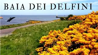 DOVE VEDERE I DELFINI AD ABERDEEN - SCOZIA
