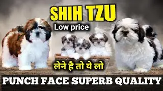 Ultimate Shih Tzu puppies for sale | Tri color shih tzu 