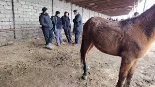 16.01.2026.SIRDARYO OT BOZORI
