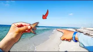 I Tossed LIVE Shrimp From the BEACH and was SHOCKED with the Results!