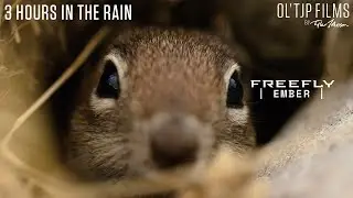 | EMBER | in the rain - 5k 616fps