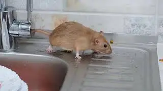Rodent Control And Elimination | Eco Systems Pest Management