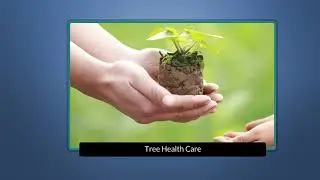 Things You Must Know When You Are Planning for Tree Removal