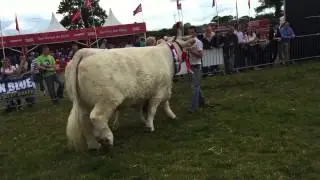 Tullamore Show 2015: Parade of champions