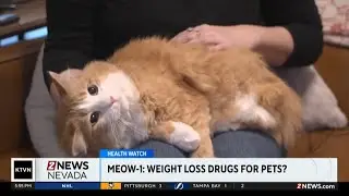 Health Watch: Weight loss drugs for pets?