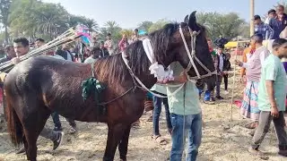 বিশাল ঘোড়া দৌড়ের আয়োজন। যশোর 