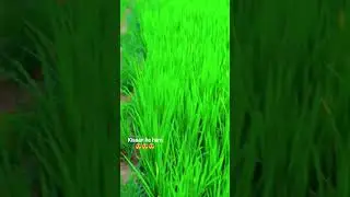 #kisaani