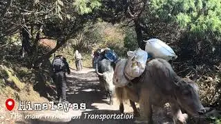 The Main Transportation in Himalayan, Nepal