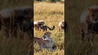 Guardian of the Grasslands: A Cheetah Mother and Her Cubs