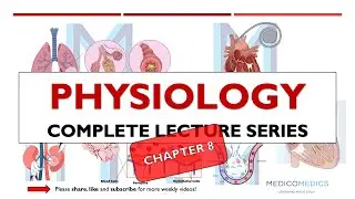 Physiology Chapter 8 | Motor System & Reflexes: UMNs, LMNs and Clinical Reflex Testing