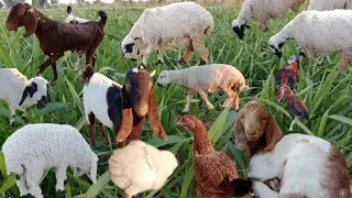 Animals farm | Sheep's Eating Grass | Goat's Grazing Grass | Chicken Sounds Chicken Little baby 