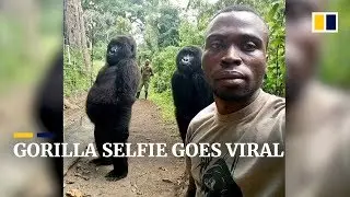 Why a park ranger&rsquo;s selfie with two gorillas went viral