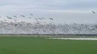 So. Many. Snow. Geese.