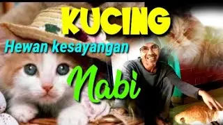We love cats || Kucing binatang yang dekat dengan manusia