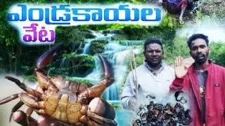 విలేజ్ ఎండ్రకాయల వేట//మా గిరిజనులు ఈ పద్ధతిలో పీతలు పడతారు//( @Ram tribal vlogs)