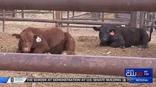 9 pm poisoned cows story