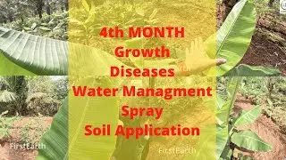 3 MONTHS ಏಲಕ್ಕಿ ಬಾಳೆ ಬೆಳೆಯುವುದು ಹೇಗೆ