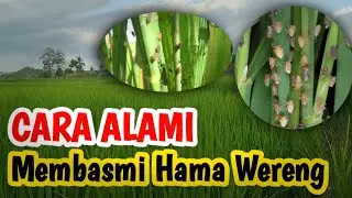 Cara mudah membasmi hama wereng di sawah | Inspirasi petani