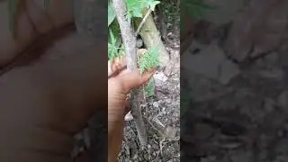 Timber plant