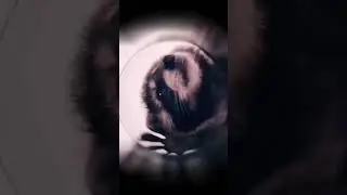 Зашел в гости 🦝 #pedro #raccoon #2024 #funny #memes #shorts