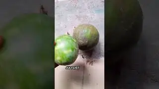 The differences between Bara(bitter melon) and tigiri (Christmas melon) #foryou