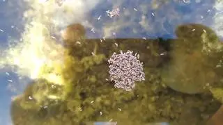 V&iacute;zi ugr&oacute;vill&aacute;sok/Water springtails/Podura aquatica