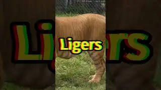 Amazing Hybrid Animals 😲 | Crazy Facts | Amazing Facts | Cute Animal Fact