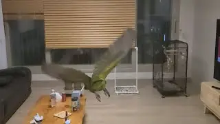 Parrot flying slow motion