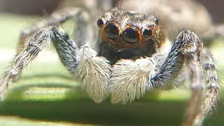 Jumping Spider intelligence demonstration (Menemerus semilimbatus)