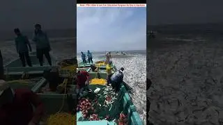 Viral Fish Rain in the Middle of the Sea😱