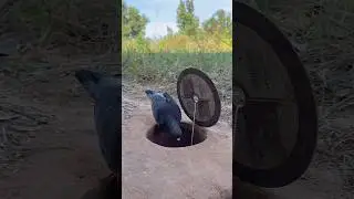 Unique Beautiful Pigeon Trap Using Hole #youtubeshorts