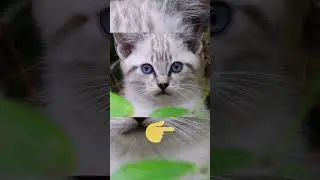 Why these cats have blue eyes? #cats #pets #animals