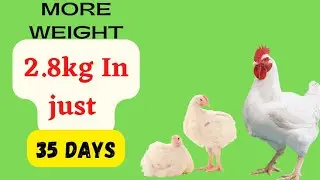 How to increase the weight of broiler chicken and grow faster #broiler farming,#weight Gain