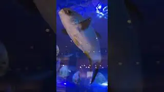 Dubai mall aquarium #dubai #dubaimall #aquarius #shorts ￼