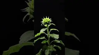 SUNFLOWER BLOOMING 🌻 | Watch a Beautiful Sunflower Open Up in Time-Lapse #naturevideo #plantgrows