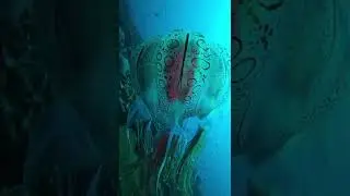 This Chirodectes, an incredibly rare species of the Box Jellyfish. 😳