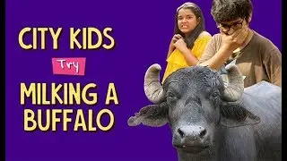 City Kids Try Milking A Buffalo | Ft. Aakansha & Akshay | Ok Tested