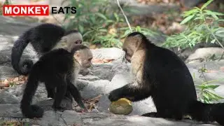 Hungry Monkey Eats &mdash; Что едят обезьяны? [TB Release]