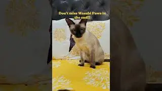 Wasabi is a video pooper! #siamese #cat #sushi #thaicat #kitten #cute #candid #adorable